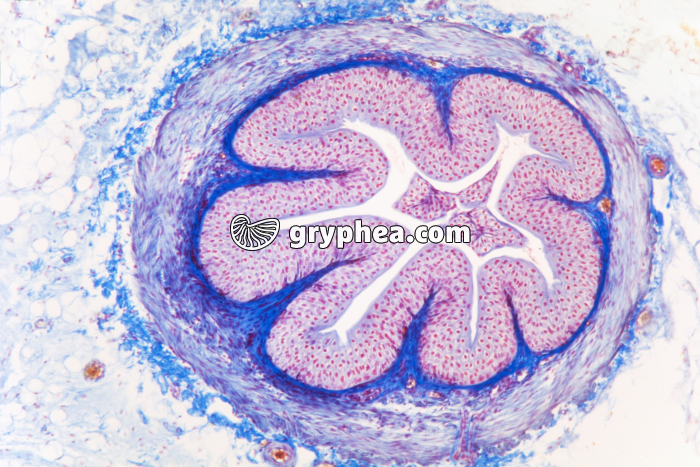 Urêtre CT x40 - gryphea.com